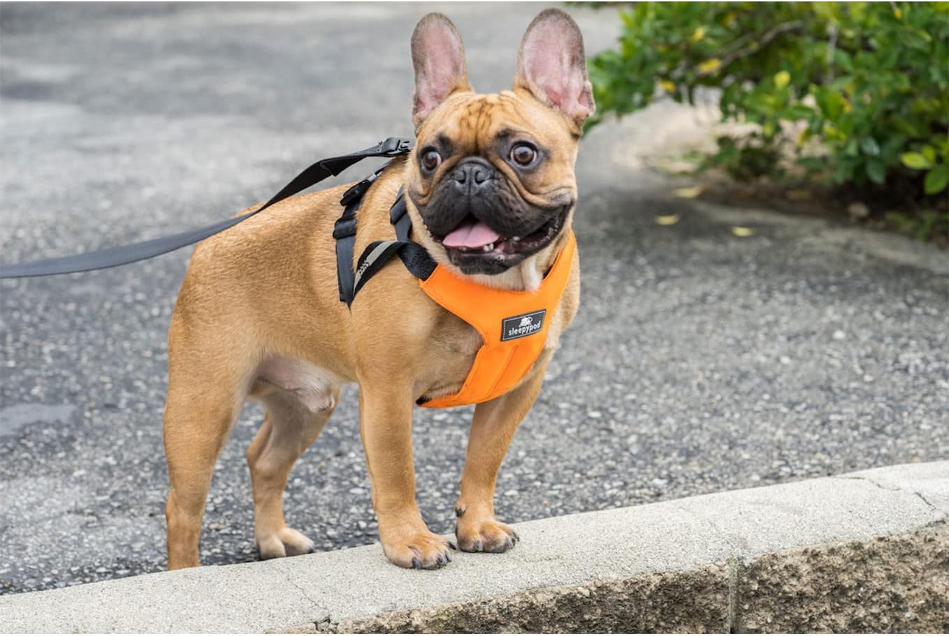 Clickit Sport Plus - Crash-Tested and Safety Certified Car Seat Belt Harness for Dogs (Extra Large, Orange Dream)